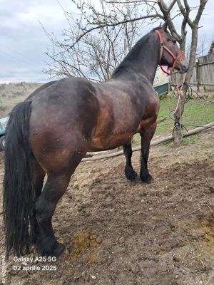 iapa  murga   cuminte - imagine 2