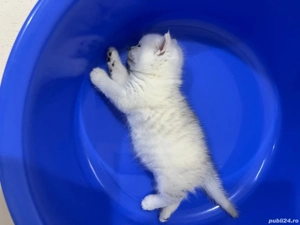 British Shporthair White Tabby  - imagine 3