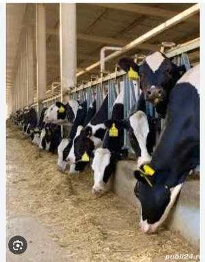 angajam îngrijitori fermă de vaci și oi - imagine 3