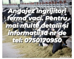angajez ingrijitori la ferma de vaci