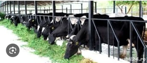 angajam îngrijitori fermă de vaci și oi - imagine 2