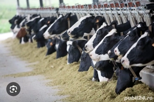 angajam îngrijitori fermă de vaci și oi - imagine 4