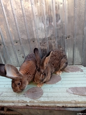 vând iepuri uriaș si berbec sau schimb cu păsări  - imagine 5