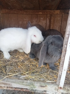 vând iepuri uriaș si berbec sau schimb cu păsări  - imagine 2