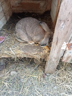 vând iepuri uriaș si berbec sau schimb cu păsări  - imagine 3