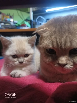 Scotish Fold &British Shorthair  - imagine 3