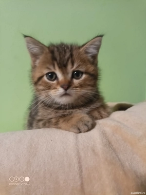 Scotish Fold &British Shorthair  - imagine 4