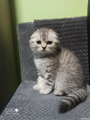 Scotish Fold &British Shorthair  - imagine 5