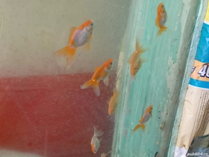 Caras oranda - imagine 2