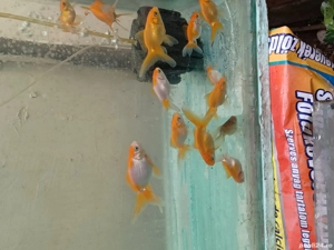 Caras oranda