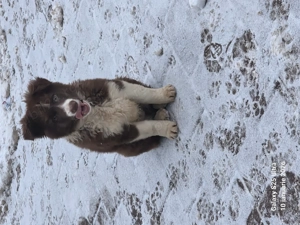 Căței border collie  - imagine 2