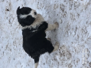 Căței border collie  - imagine 3