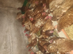 Vând găini roșii ouătoare  - imagine 3