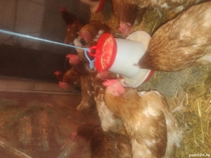 Vând găini roșii ouătoare  - imagine 2