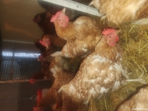 Vând găini roșii ouătoare 