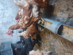 Vând găini roșii ouătoare  - imagine 5