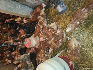 Vând găini roșii ouătoare  - imagine 4