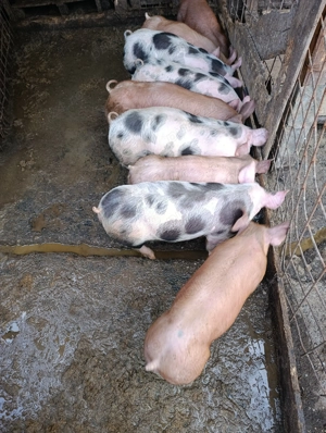 Vând purcei  - imagine 3