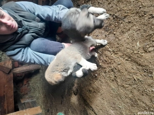 De vânzare pui de kangal metis - imagine 2