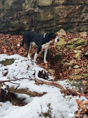 Copoi ardelenesc (tricolor) 