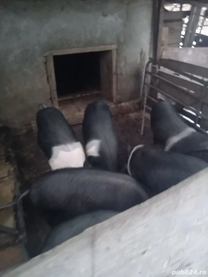 Scrofite Bazna  - imagine 2