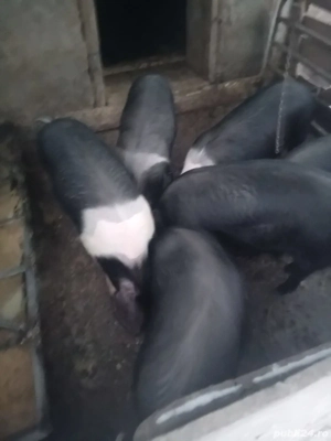 Scrofite Bazna  - imagine 3