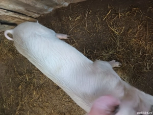 Porci de V nzare - imagine 3