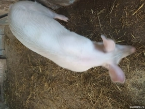 Porci de V nzare - imagine 2