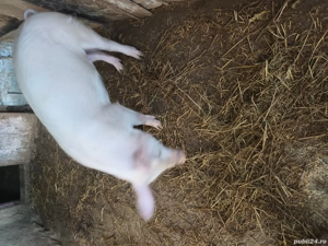 Porci de V nzare - imagine 4