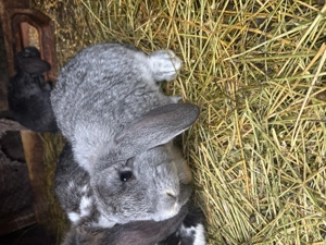 Pui de iepure berbec german 