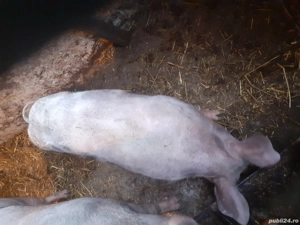 Purcica petran70 kg - imagine 3