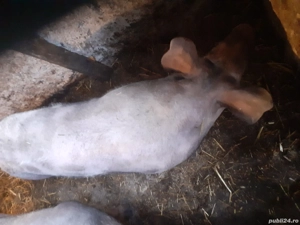 Purcica petran70 kg - imagine 2