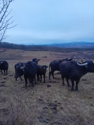 Bivolite de vânzare 