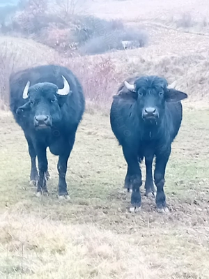 Bivolite de vânzare  - imagine 5