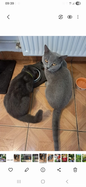 Motănel Brittish Shorthair  - imagine 2