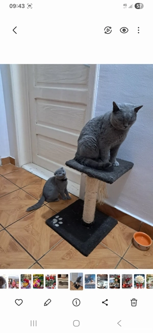 Motănel Brittish Shorthair 