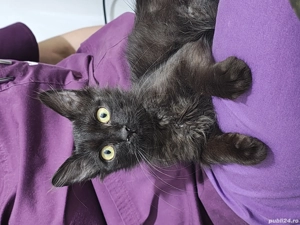 Pisica de adoptat - imagine 2