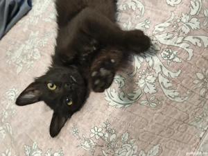 Pisica de adoptat - imagine 4