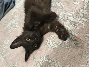 Pisica de adoptat - imagine 3