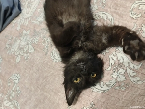 Pisica de adoptat - imagine 5