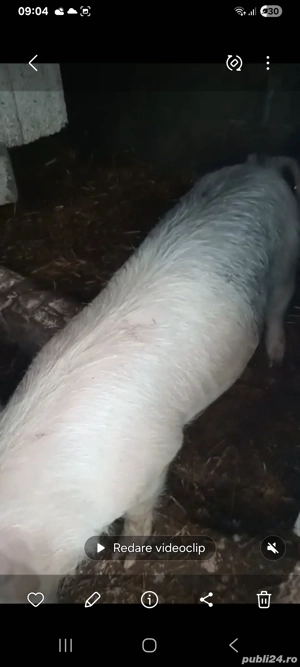 Vand o pereche de porci 50 60kg 