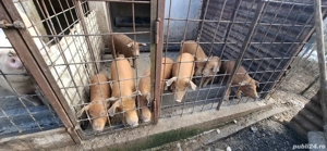 Purcei de vanzare Duroc