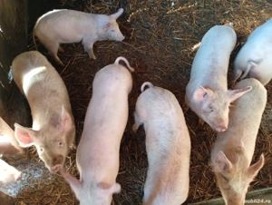 Purcei de vanzare - imagine 2