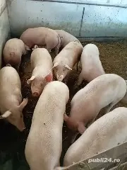 Purcei de vanzare - imagine 3