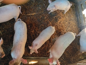 Purcei de vanzare - imagine 5