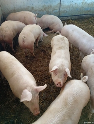 Purcei de vanzare - imagine 4