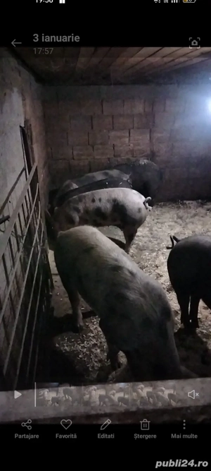 Porcii de carne de vânzare  - imagine 3