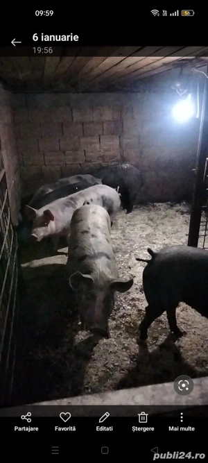 Porcii de carne de vânzare 