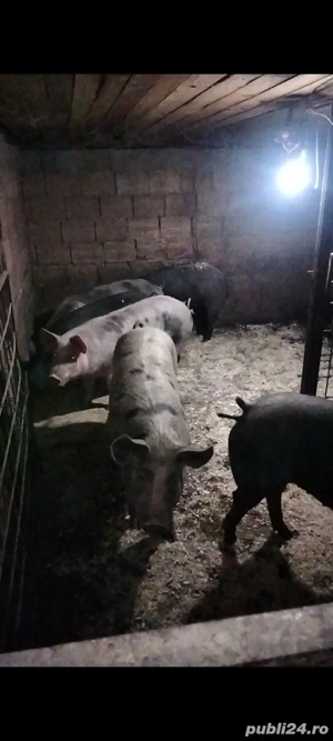 Porcii de carne de vânzare  - imagine 2