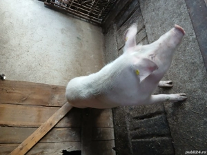 Vând porci cu greutate 100si 160kg  - imagine 4